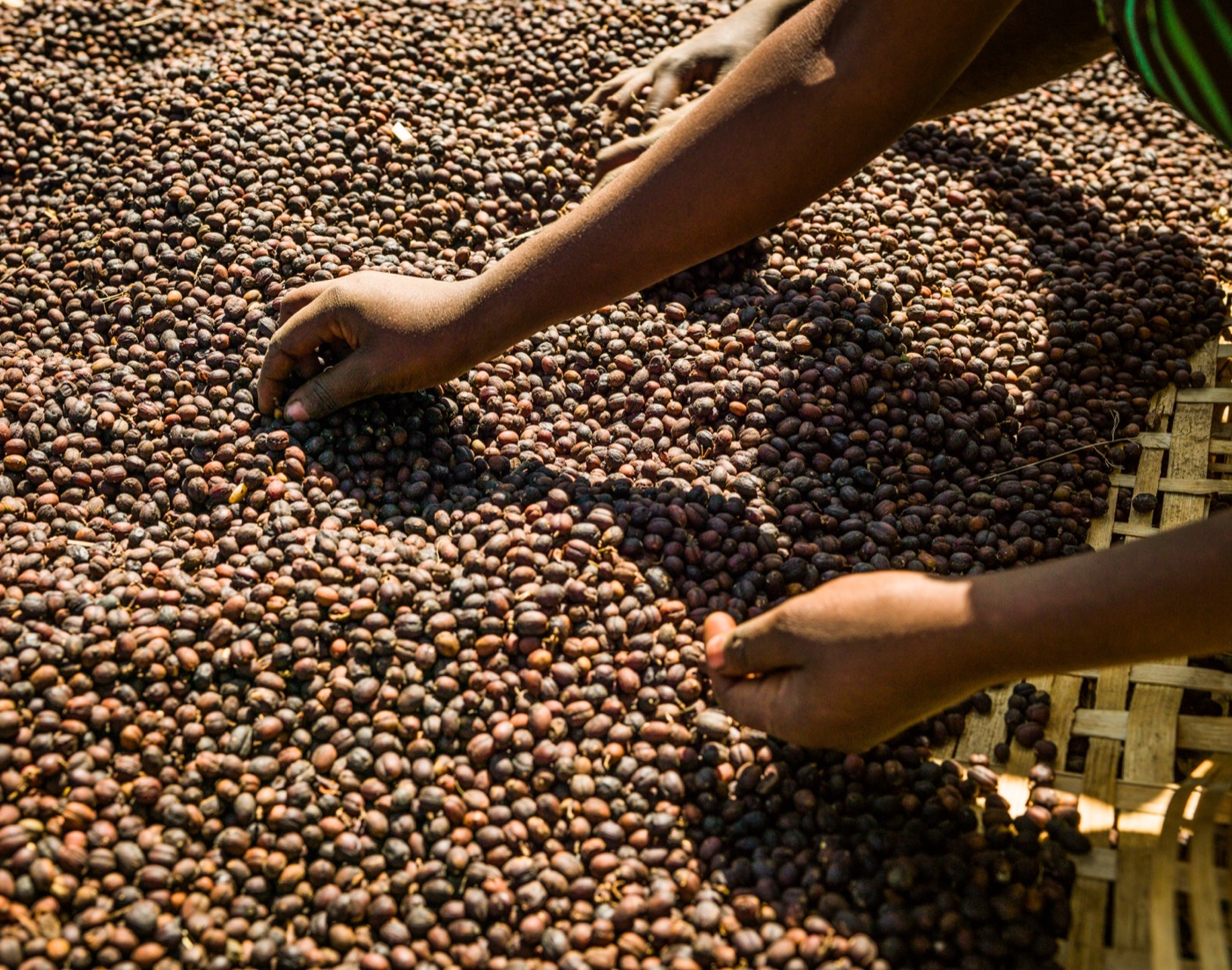 Natural-process coffee cherries being sorted on a drying bed near Hawassa, Ethiopia.