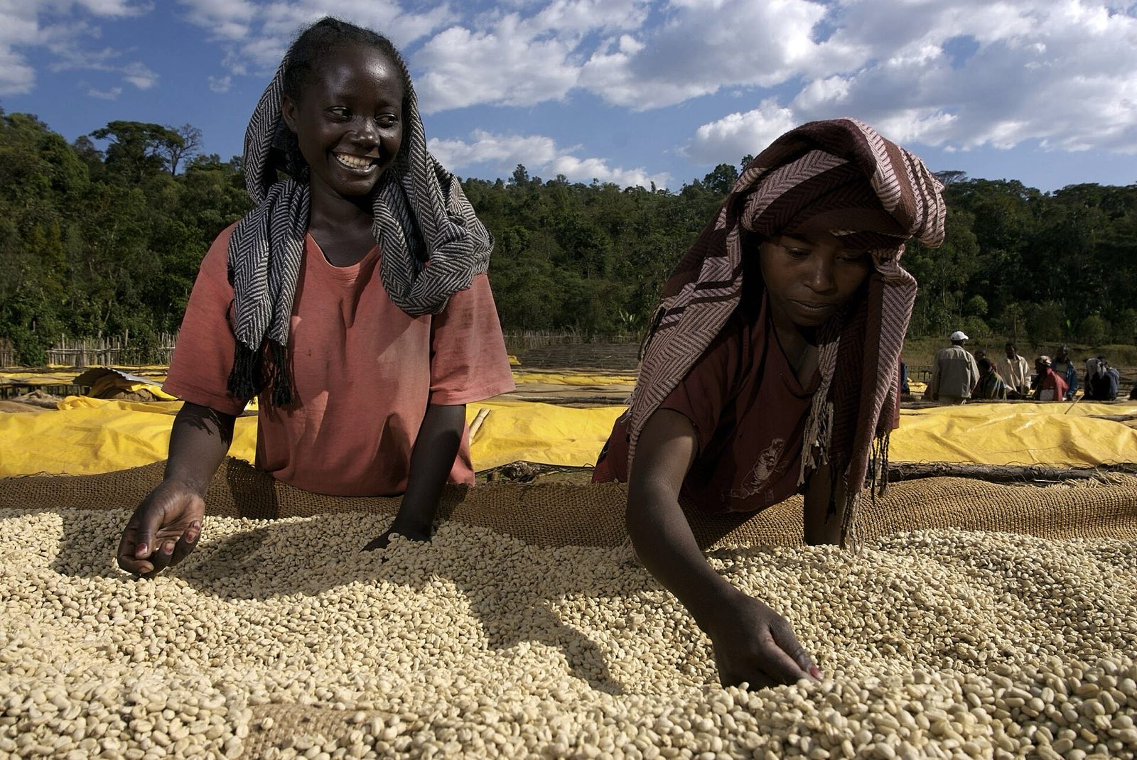 Workers turning parchment coffee on raised drying beds in the Ethiopian highlands.