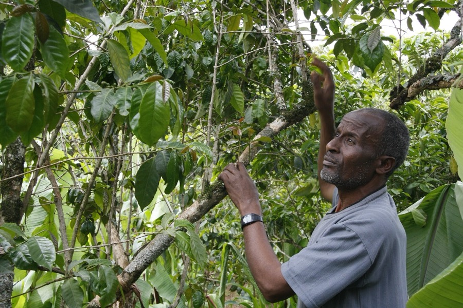 A coffee farmer inspecting trees on a smallholding near Hawassa, Ethiopia.