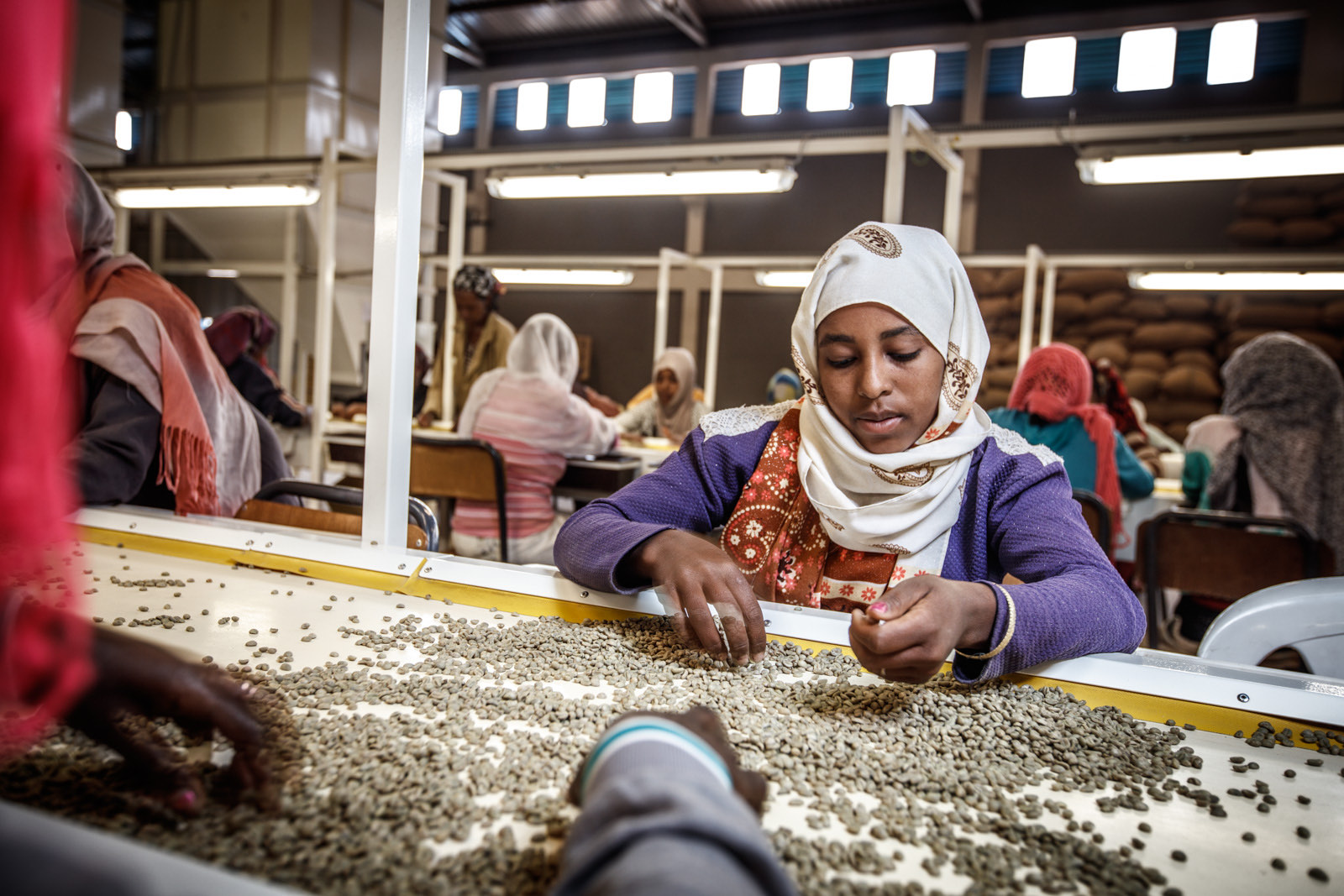 Green coffee beans being hand-sorted at a mill in Addis Ababa.