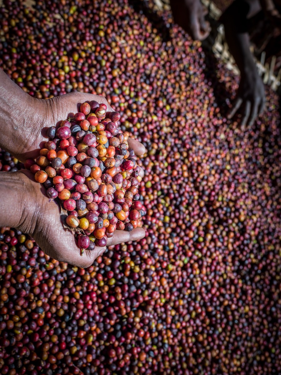 Hands holding freshly harvested coffee cherries near Hawassa, Ethiopia.